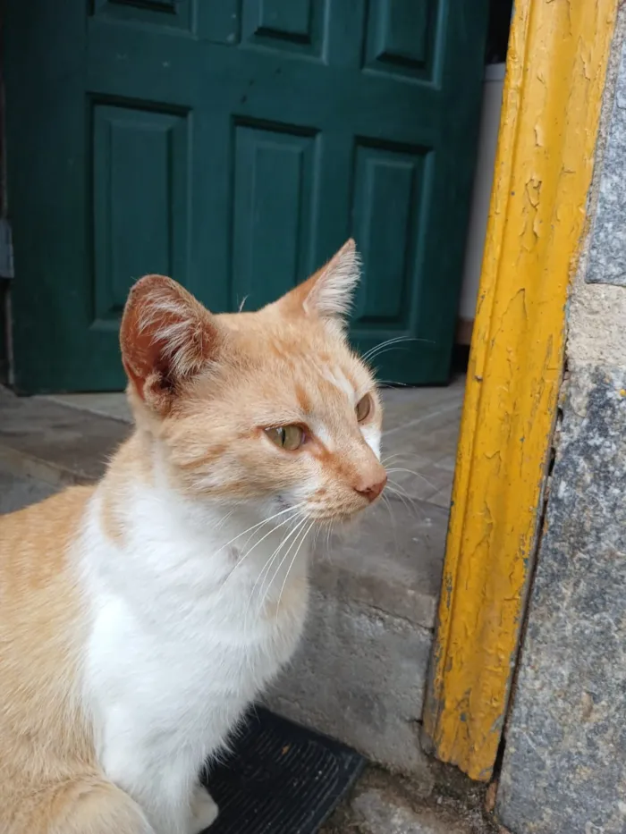 Gato raça SRD-ViraLata idade 1 ano nome Mel