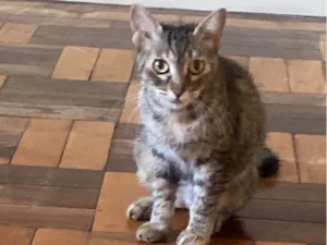 Gato raça SRD-ViraLata idade 4 anos nome Luna