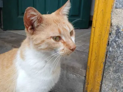 Gato raça Exótico idade 1 ano nome Mel