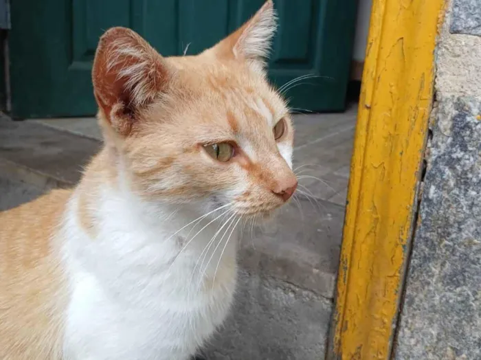 Gato raça Exótico idade 1 ano nome Mel