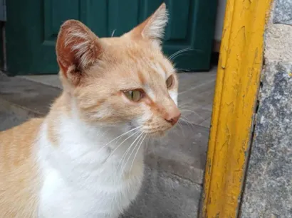Gato raça SRD-ViraLata idade 1 ano nome Mel
