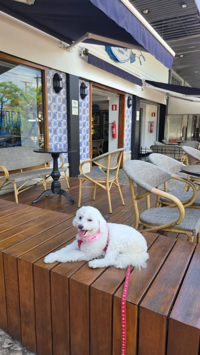 Cachorro raça Poodle idade 6 ou mais anos nome Belinha