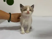 Gato raça SRD-ViraLata idade Abaixo de 2 meses nome Flocos de neve 