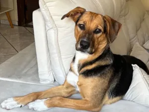 Cachorro raça SRD-ViraLata idade 1 ano nome Sara