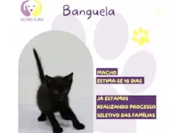 Gato raça SRD-ViraLata idade Abaixo de 2 meses nome Banguela 