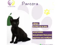 Gato raça SRD-ViraLata idade Abaixo de 2 meses nome Pantera 