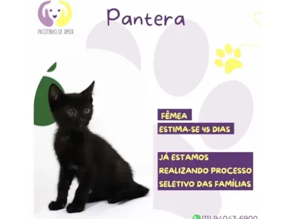 Gato raça SRD-ViraLata idade Abaixo de 2 meses nome Pantera 
