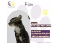 Gato raça SRD-ViraLata idade Abaixo de 2 meses nome Felix 