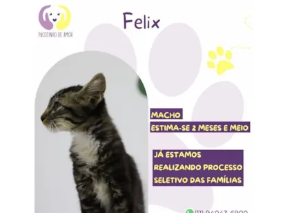 Gato raça SRD-ViraLata idade Abaixo de 2 meses nome Felix 