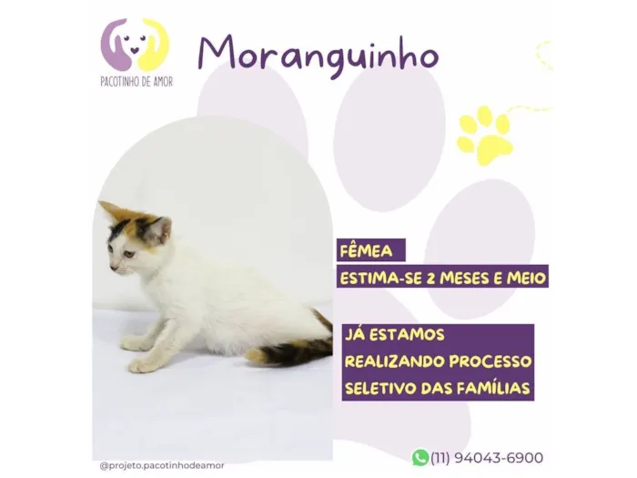 Gato raça SRD-ViraLata idade 2 a 6 meses nome Moranguinho 