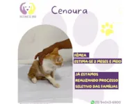 Gato raça SRD-ViraLata idade 2 a 6 meses nome Cenoura 