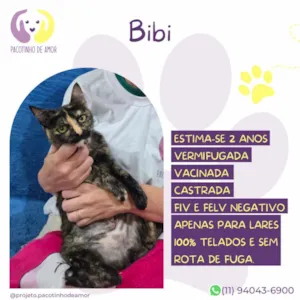 Gato raça SRD-ViraLata idade 2 anos nome Bibi 