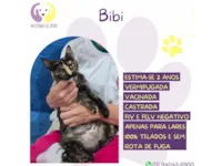 Gato raça SRD-ViraLata idade 2 anos nome Bibi 