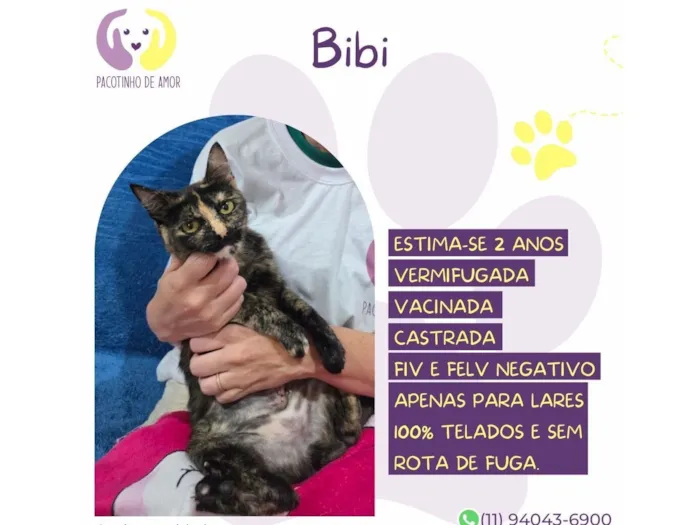 Gato raça SRD-ViraLata idade 2 anos nome Bibi 