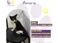 Gato raça SRD-ViraLata idade 2 a 6 meses nome Amora