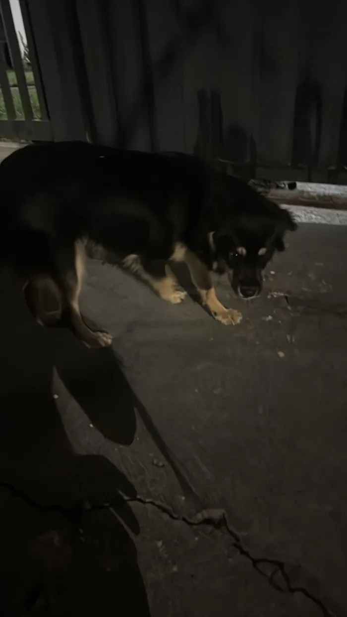 Cachorro raça SRD-ViraLata idade 7 a 11 meses nome Não tem nome 