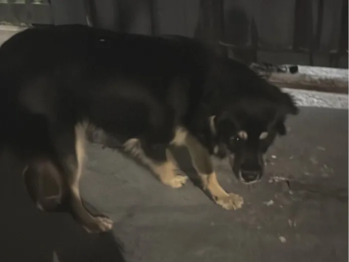 Cachorro raça SRD-ViraLata idade 7 a 11 meses nome Não tem nome 