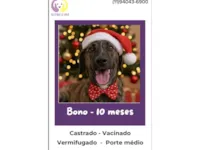 Cachorro raça SRD-ViraLata idade 7 a 11 meses nome Bono