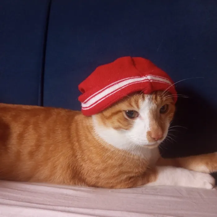 Gato raça SRD-ViraLata idade 1 ano nome Hamses