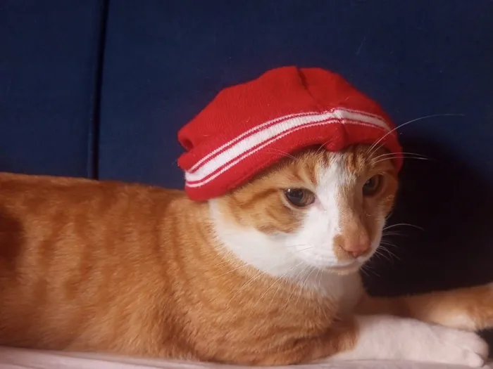 Gato raça SRD-ViraLata idade 1 ano nome Hamses