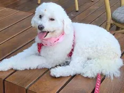 Cachorro raça Poodle idade 6 ou mais anos nome Belinha