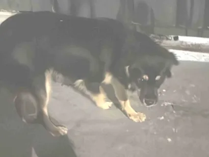 Cachorro raça SRD-ViraLata idade 7 a 11 meses nome Não tem nome 