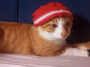 Gato raça SRD-ViraLata idade 1 ano nome Hamses