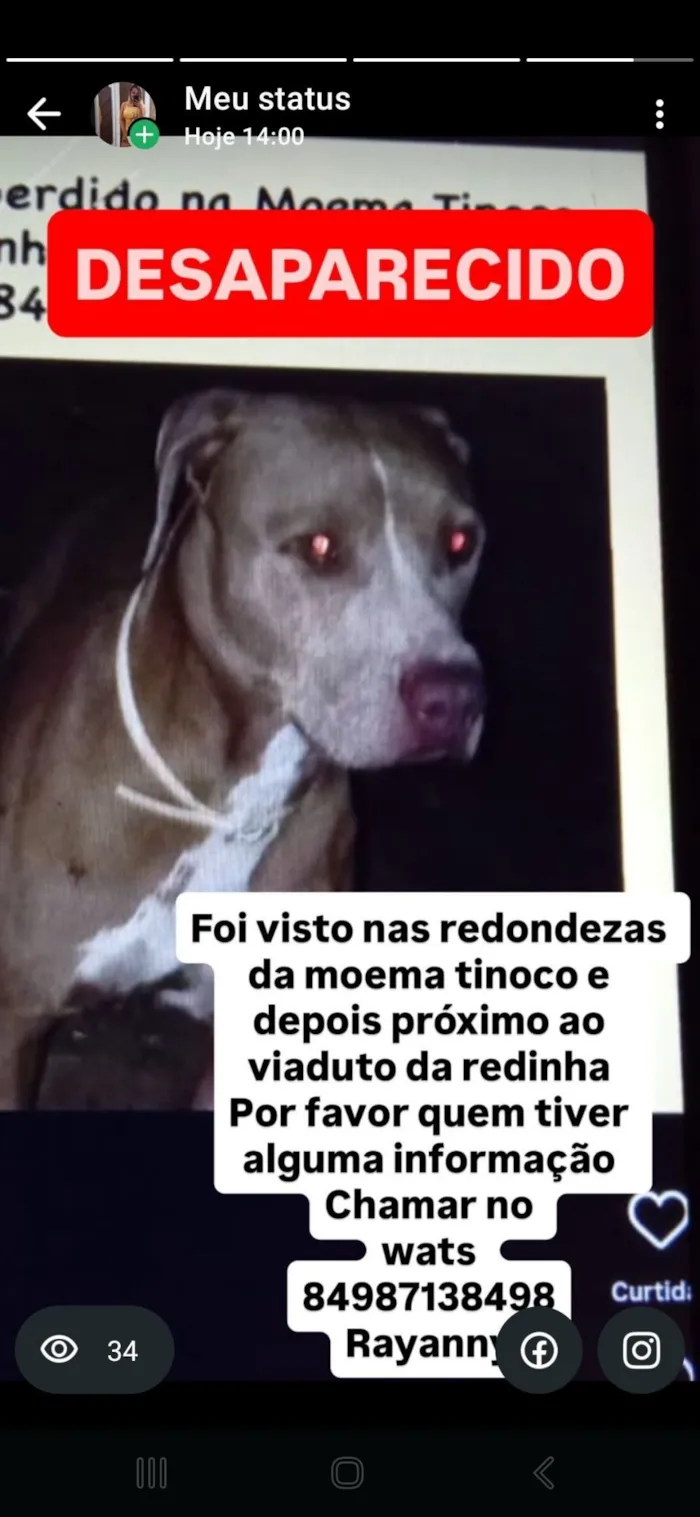 Cachorro raça Pit-Bull idade 1 ano nome Andreza