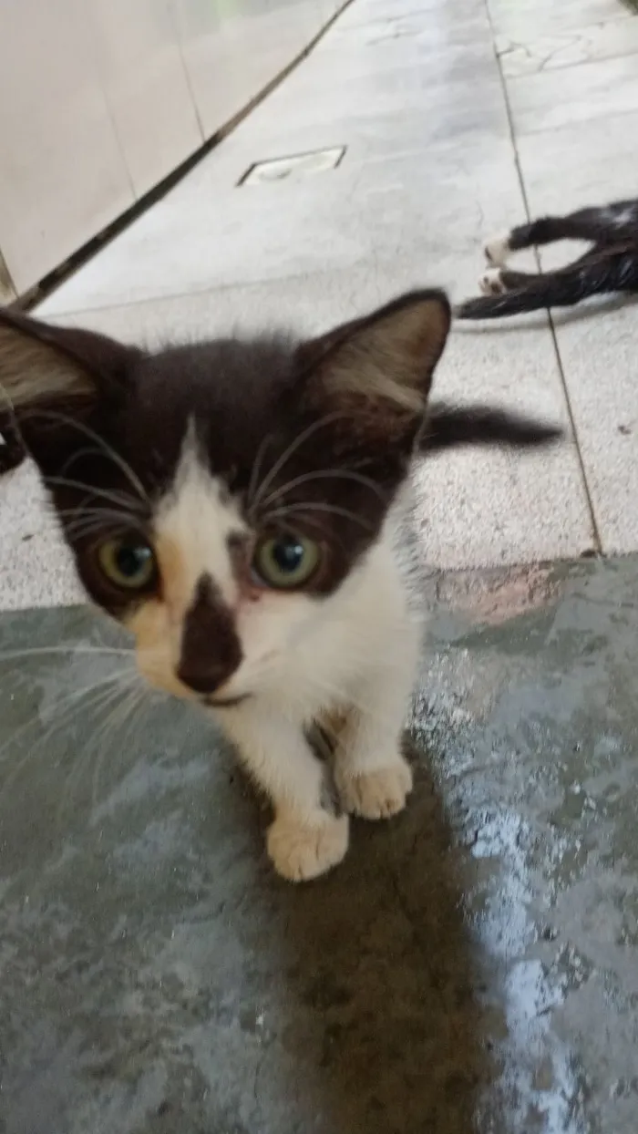 Cachorro raça Lhasa Apso idade 2 a 6 meses nome Não tem nome 