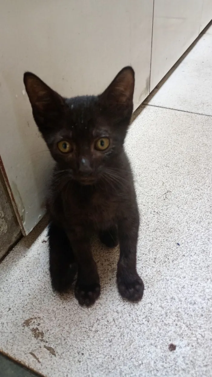 Cachorro raça Lhasa Apso idade 2 a 6 meses nome Não tem nome 