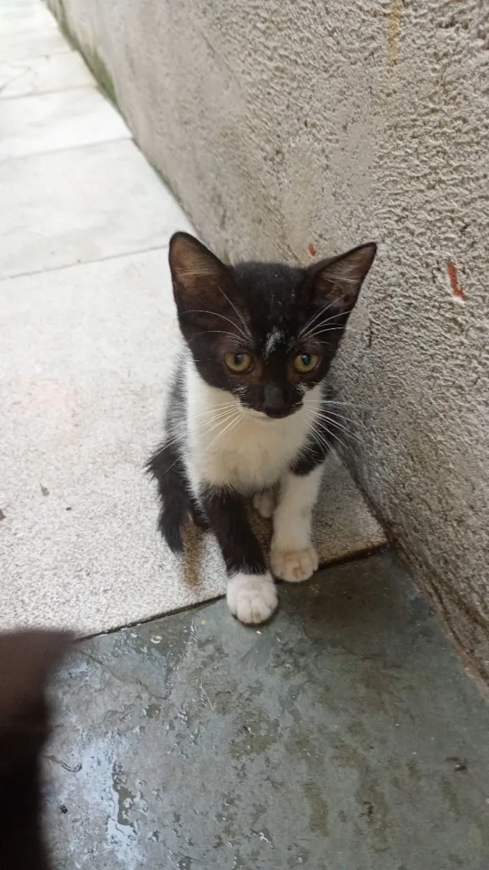 Cachorro raça Lhasa Apso idade 2 a 6 meses nome Não tem nome 