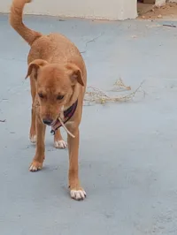 Cachorro raça SRD-ViraLata idade 1 ano nome Skol