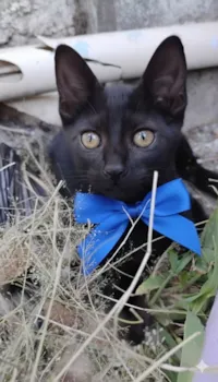 Gato raça SRD-ViraLata idade 2 a 6 meses nome Pretinho