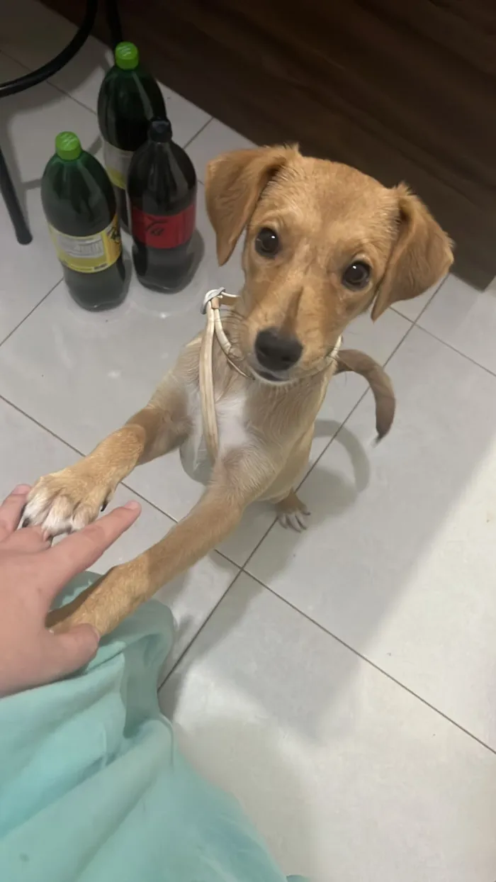 Cachorro raça SRD-ViraLata idade 1 ano nome Skol