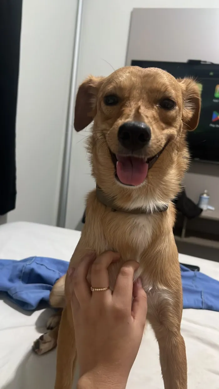 Cachorro raça SRD-ViraLata idade 1 ano nome Skol