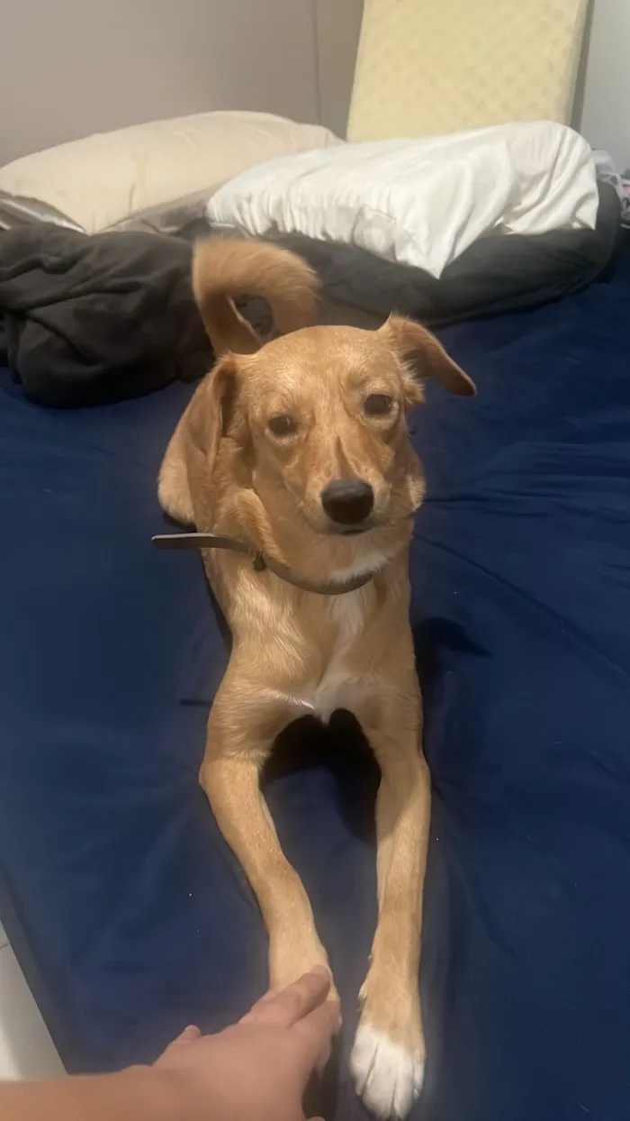 Cachorro raça SRD-ViraLata idade 1 ano nome Skol