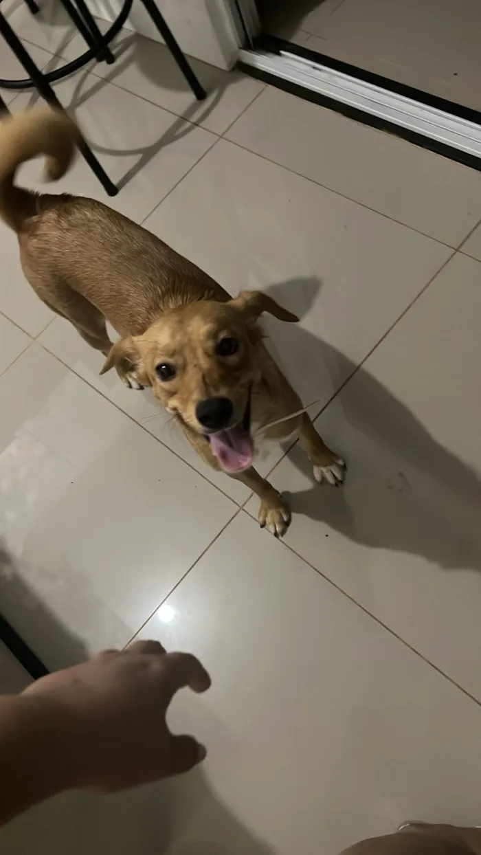 Cachorro raça SRD-ViraLata idade 1 ano nome Skol