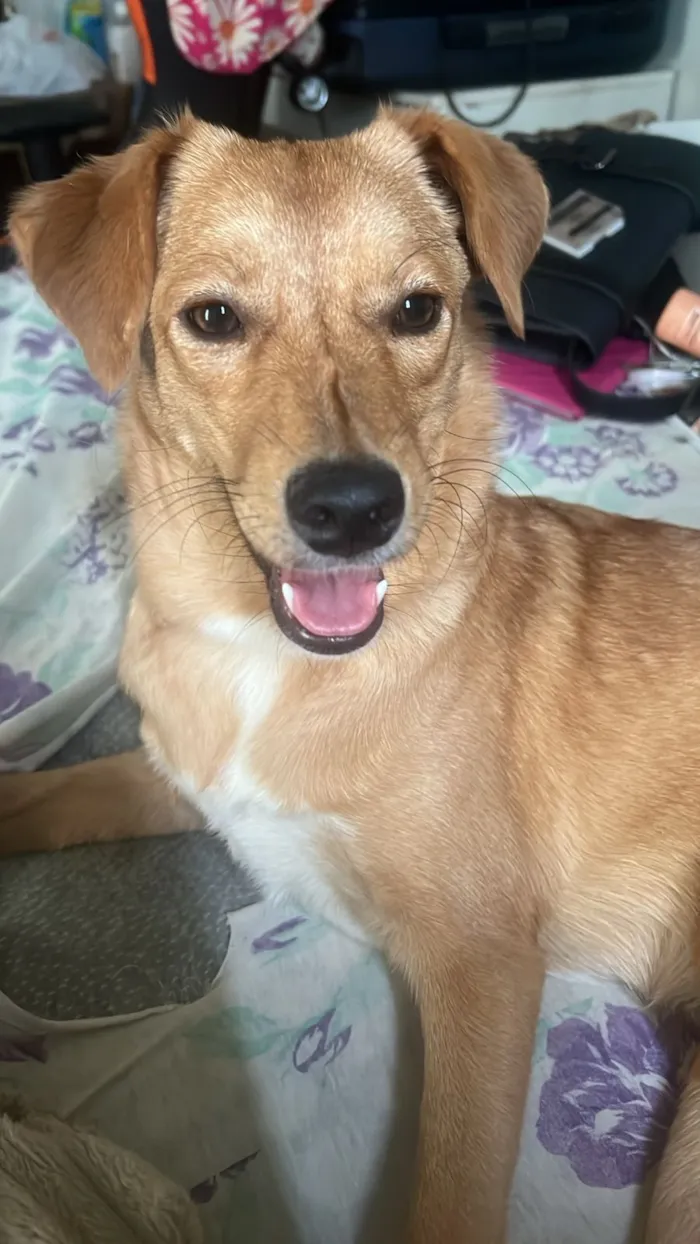 Cachorro raça SRD-ViraLata idade 1 ano nome Skol