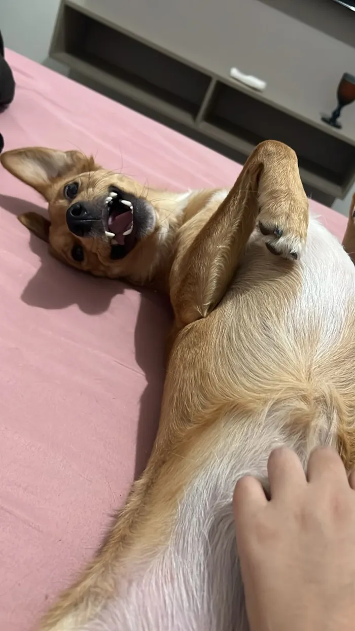 Cachorro raça SRD-ViraLata idade 1 ano nome Skol