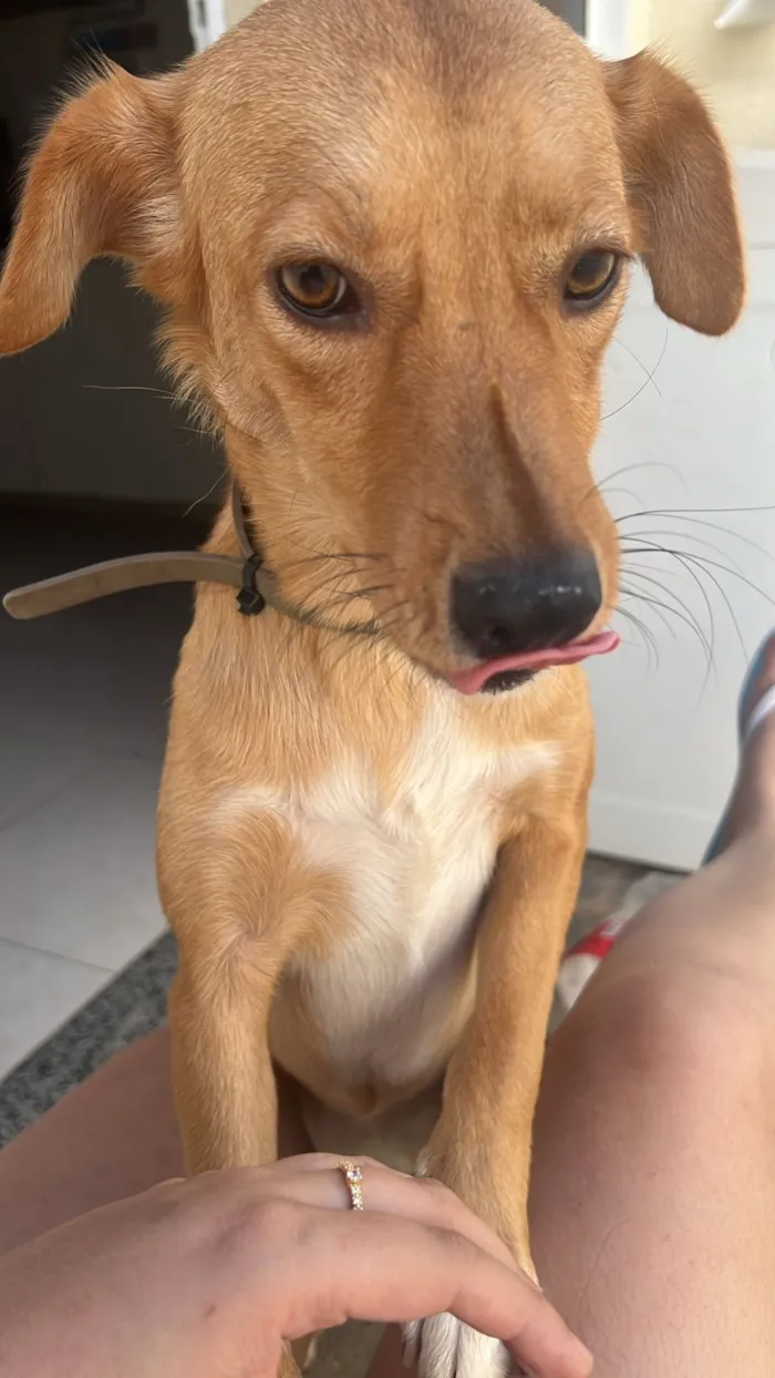 Cachorro raça SRD-ViraLata idade 1 ano nome Skol