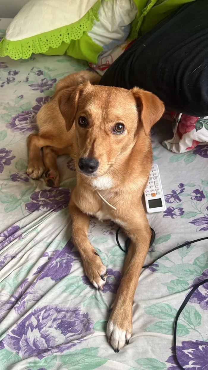 Cachorro raça SRD-ViraLata idade 1 ano nome Skol