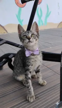 Gato raça SRD-ViraLata idade 2 a 6 meses nome Lana