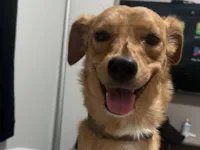 Cachorro raça SRD-ViraLata idade 1 ano nome Skol