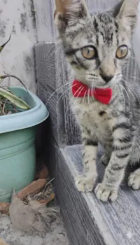 Gato raça SRD-ViraLata idade 2 a 6 meses nome Zéquinho