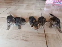 Filhote de gatos 