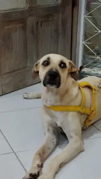 Cachorro raça SRD-ViraLata idade 1 ano nome Yarnababy (nome temporário)