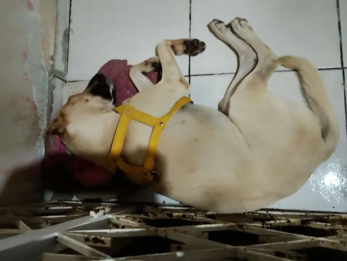 Cachorro raça SRD-ViraLata idade 1 ano nome Yarnababy (nome temporário)