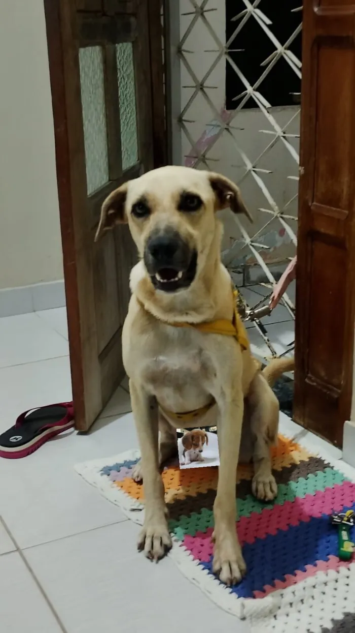 Cachorro raça SRD-ViraLata idade 1 ano nome Yarnababy (nome temporário)