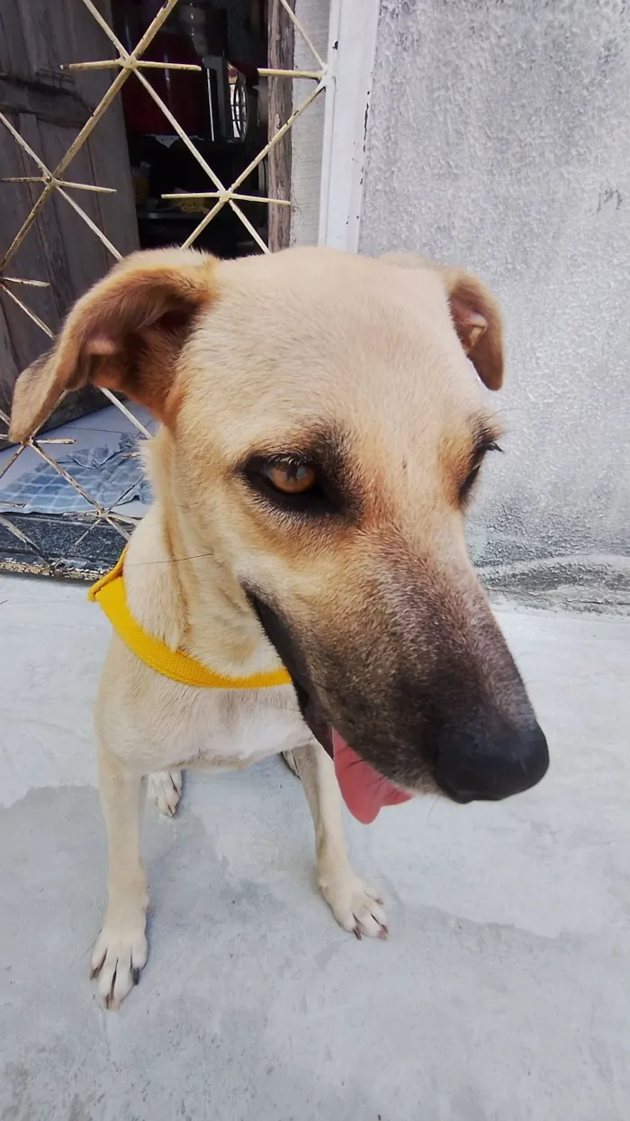 Cachorro raça SRD-ViraLata idade 1 ano nome Yarnababy (nome temporário)