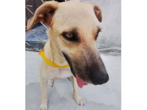 Cachorro raça SRD-ViraLata idade 1 ano nome Yarnababy (nome temporário)